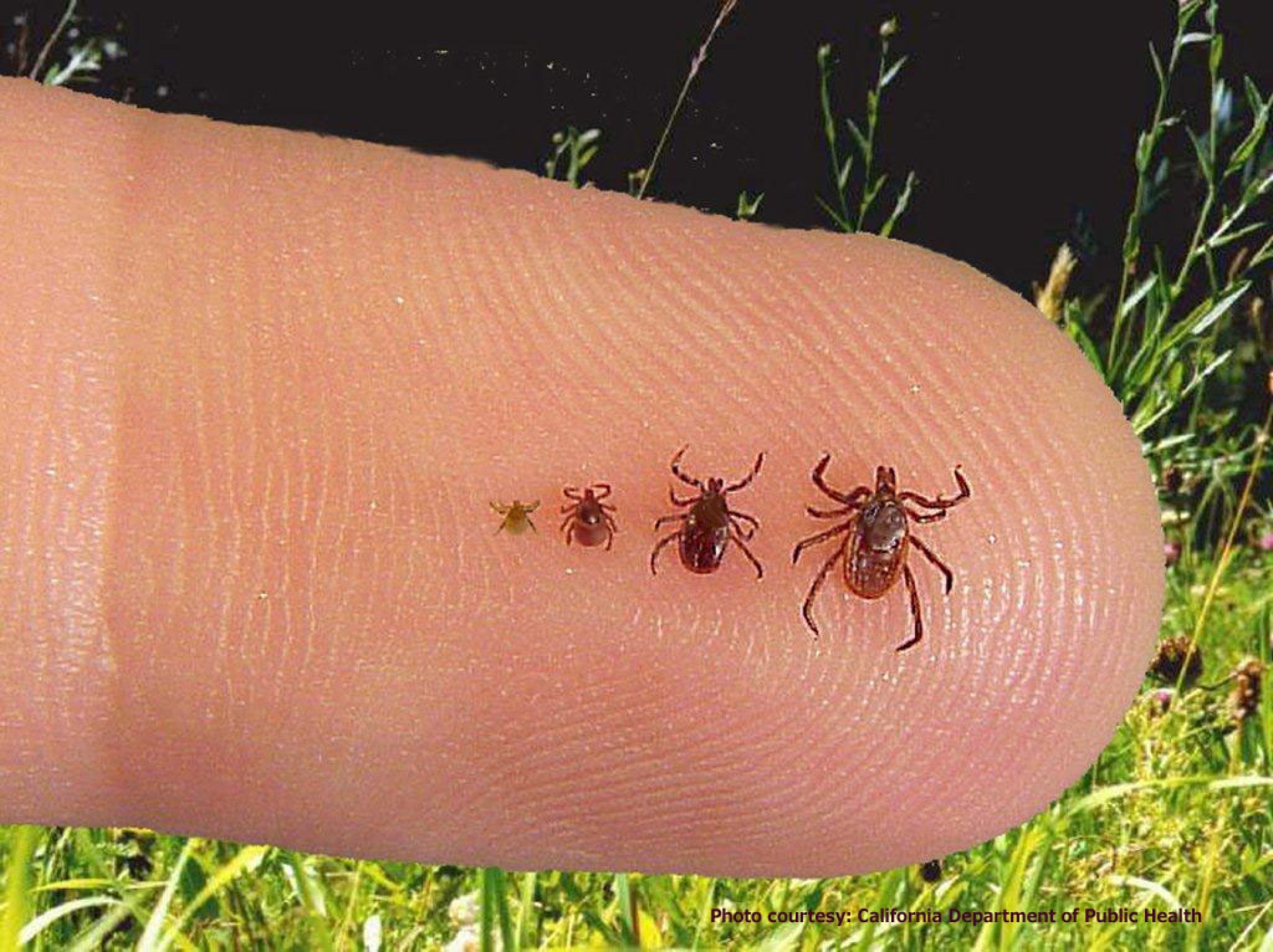 Blacklegged or deer tick as a larve, nymph and adult male and female forms