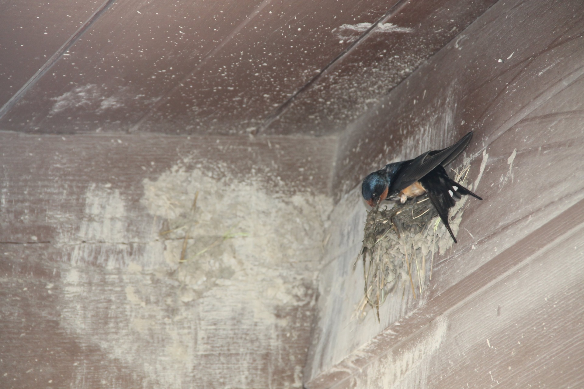 Barn swallow building nest.