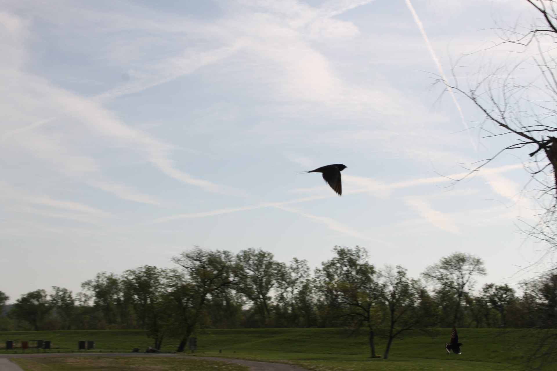 Barn swallow flying.
