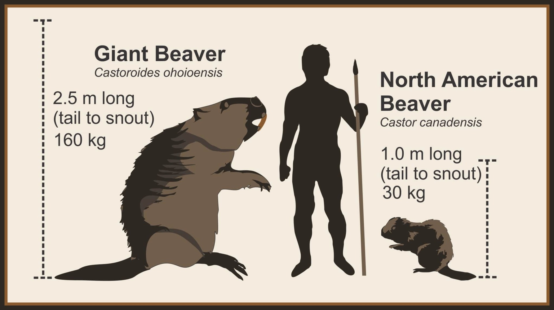 Beaver size comparison by Todd Kristensen.
