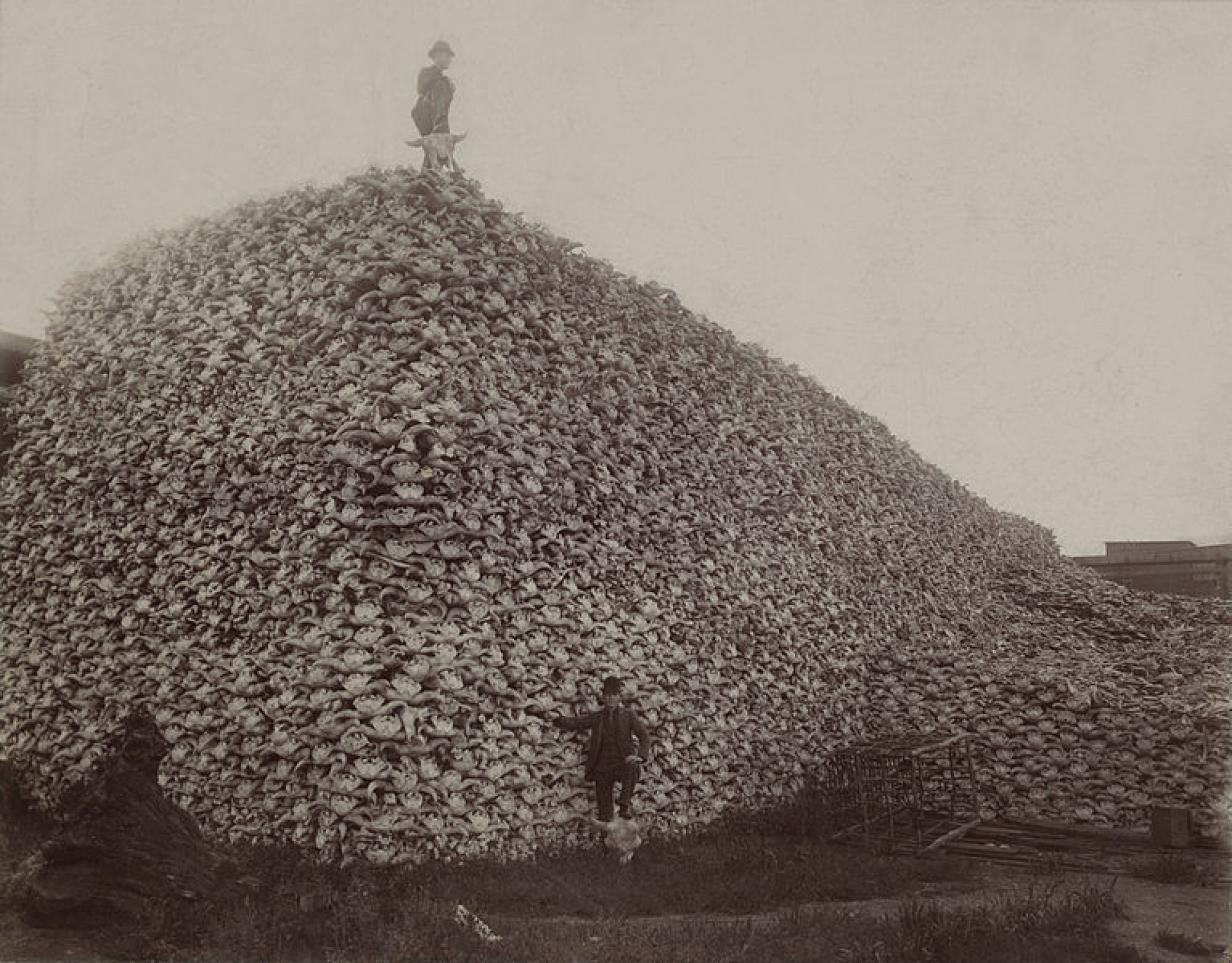 Image: Photograph from the mid-1870s of a pile of American bison skulls waiting to be ground for fertilizer. Detroit Public Library, Burton Historical Collection.