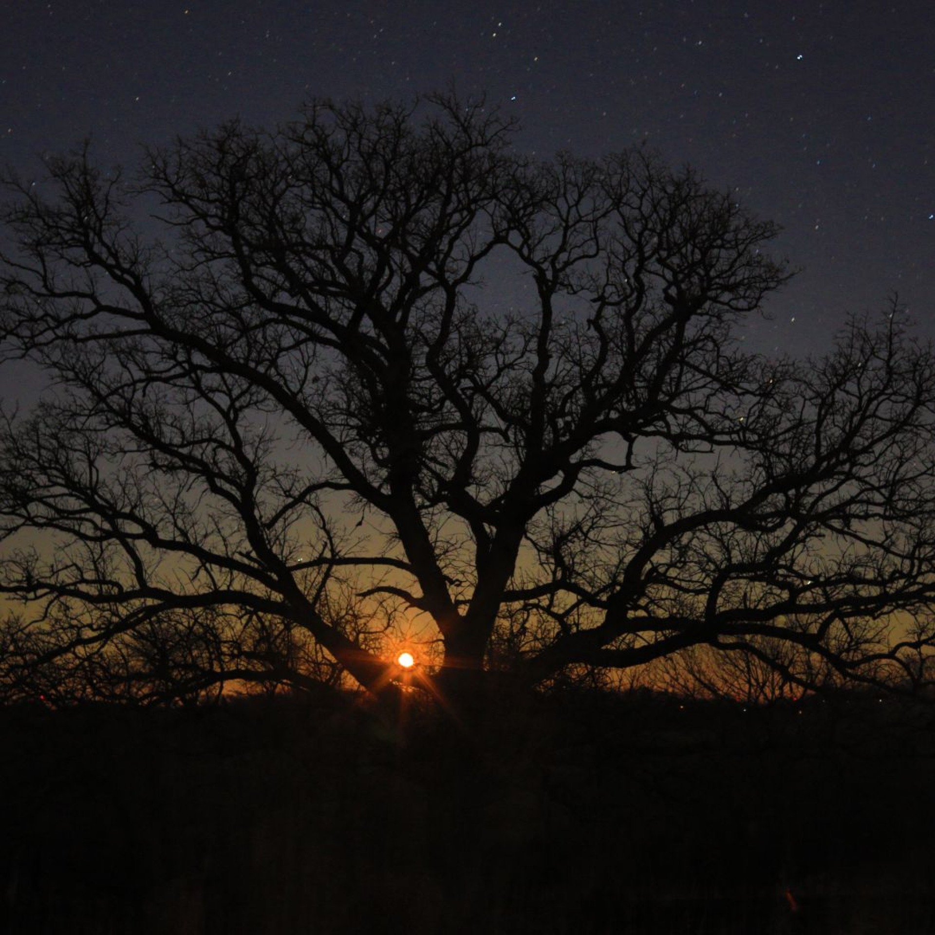 A bur oak tree under a starry winter night.