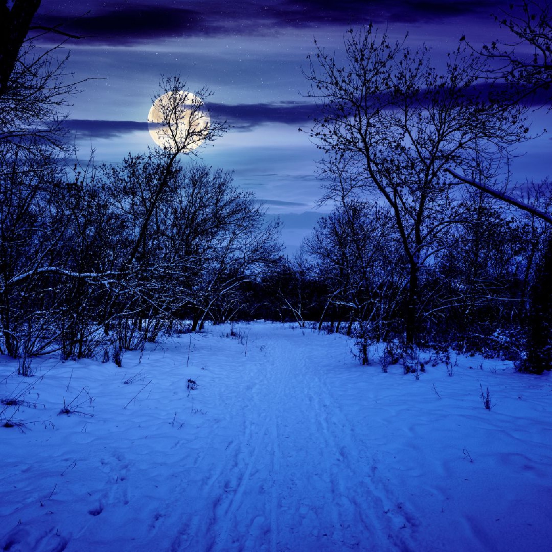 Moonlight forested trail at night.