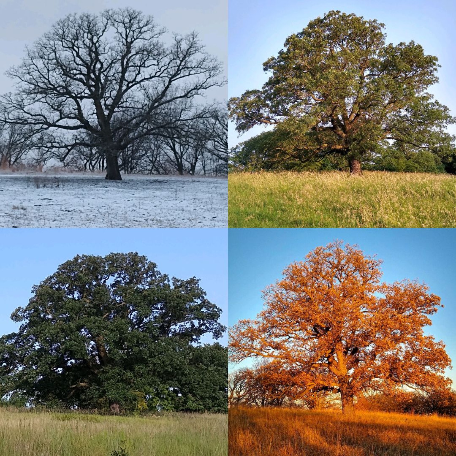 Four seasons of a bur oak tree at Hitchcock Nature Center.