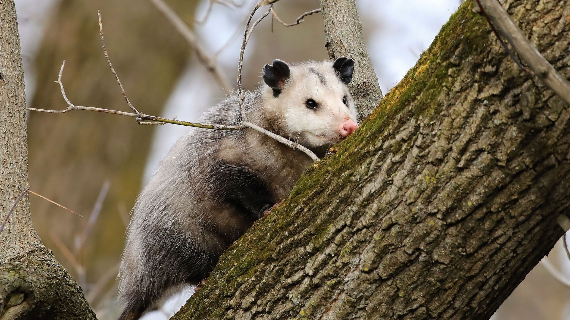 Fauna Feature: Virginia Opossum - Blog - Pottawattamie Conservation