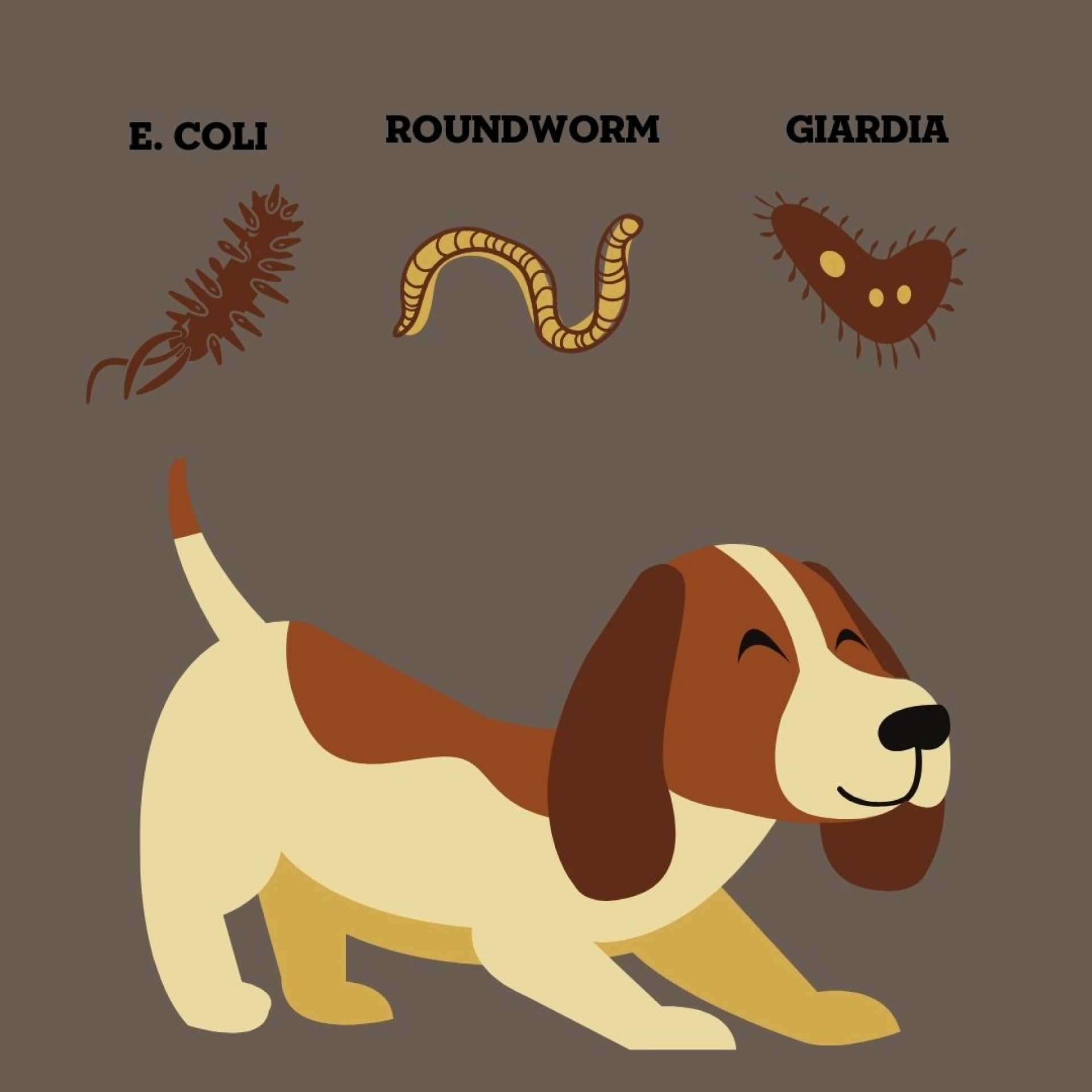 Parasites in dog poop.
