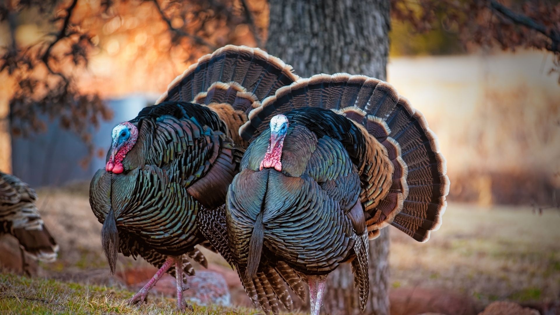 fauna-feature-wild-turkeys-blog-pottawattamie-conservation