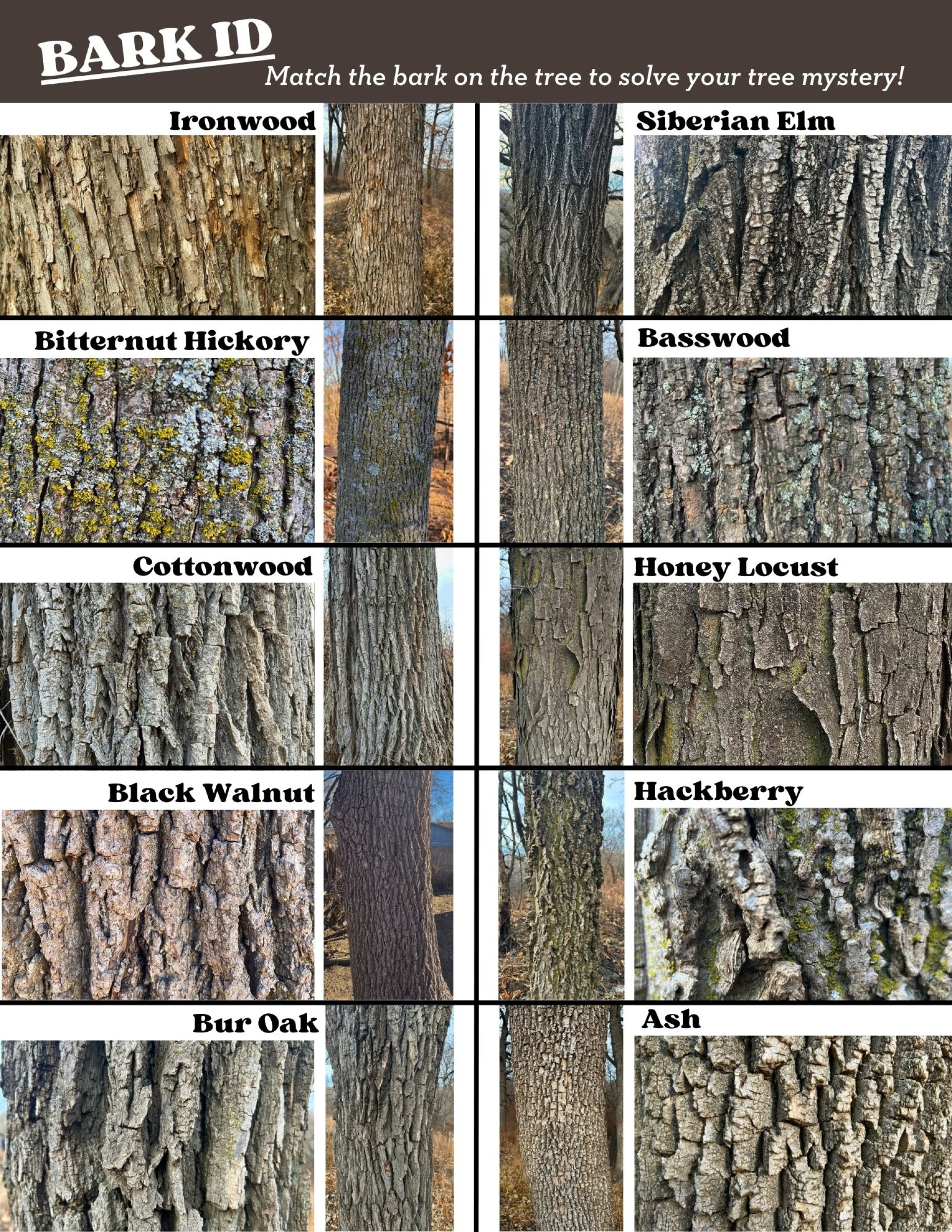 Tree bark id guide