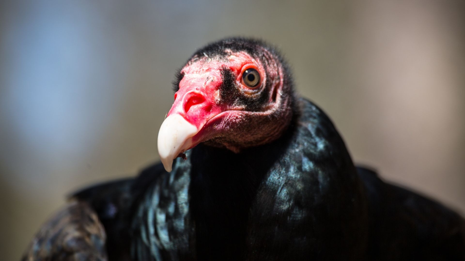 Turkey vulture close-up.