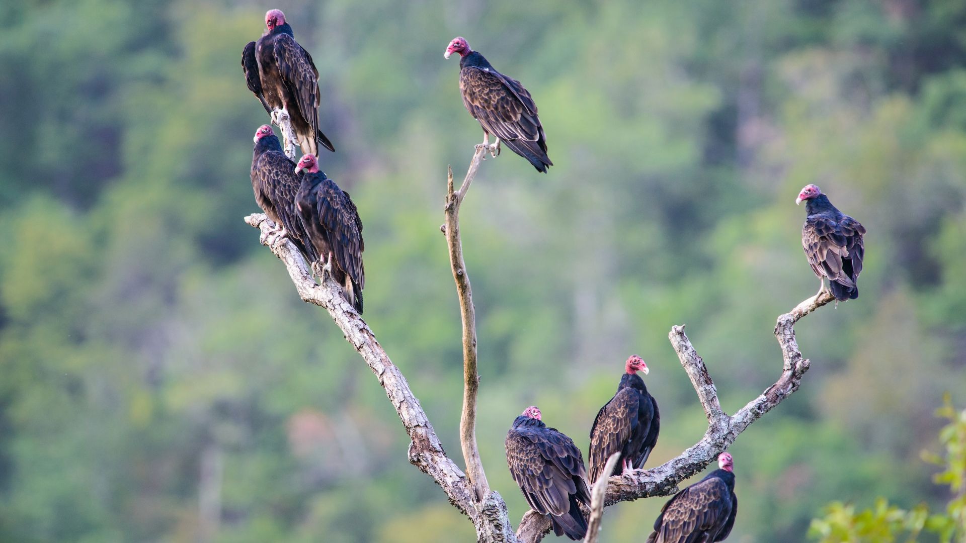 Turkey vultures roosting.