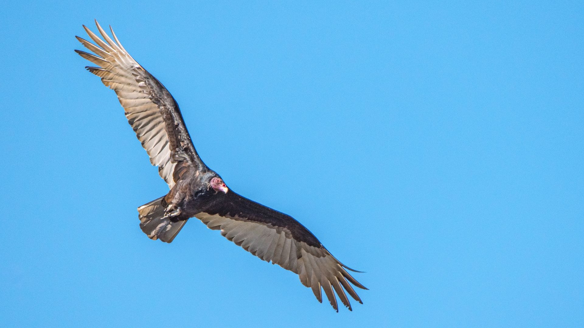 Turkey vulture wings.