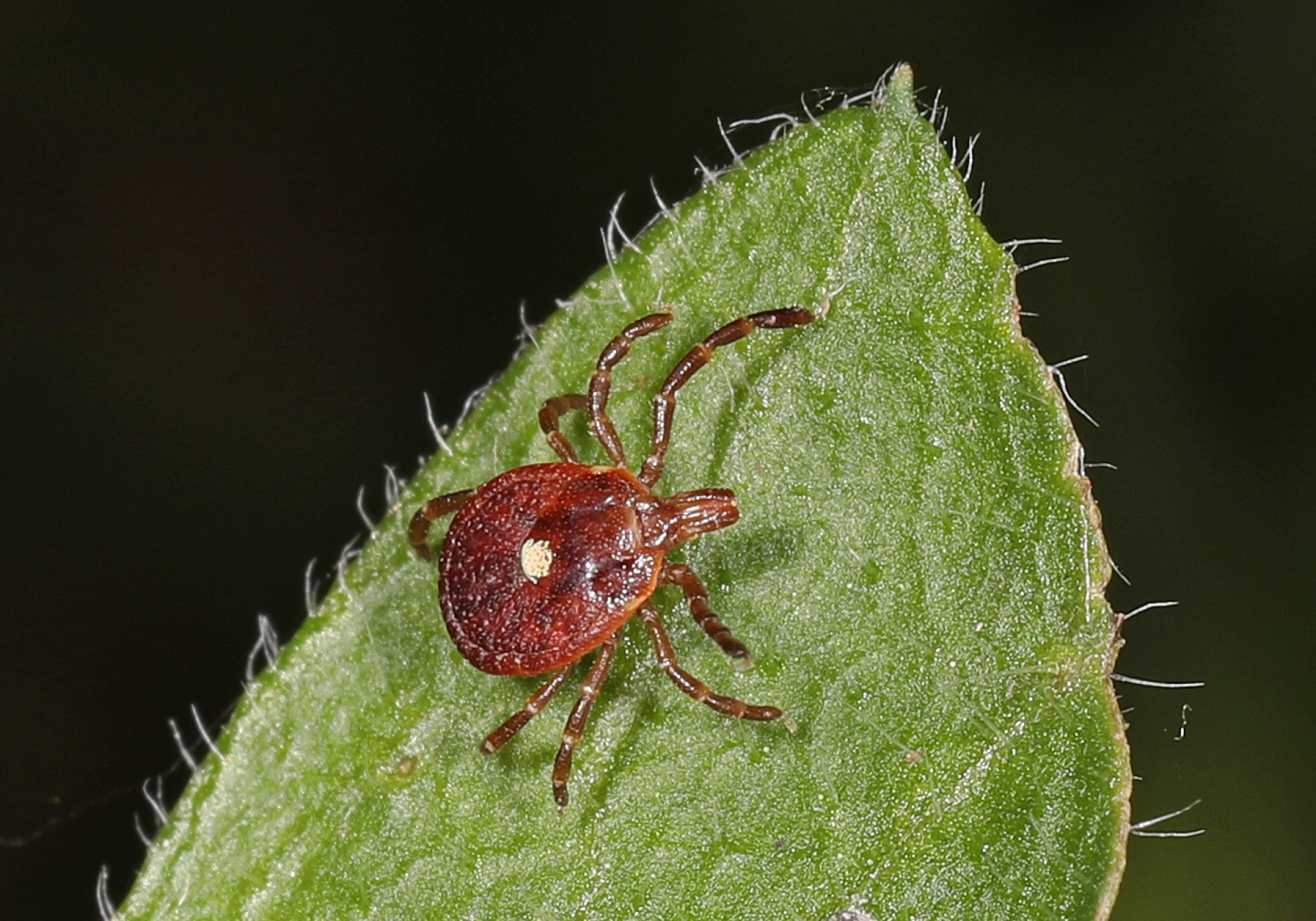 Lone star tick adult female