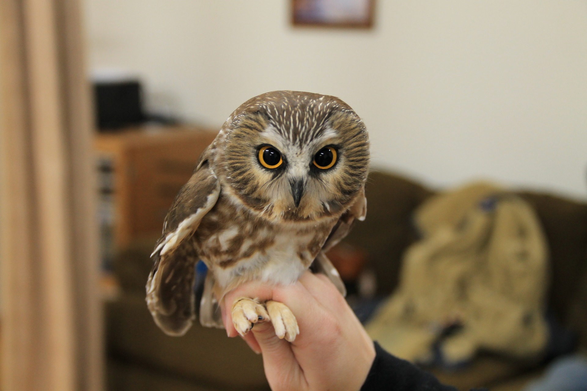 Sawwhet owl